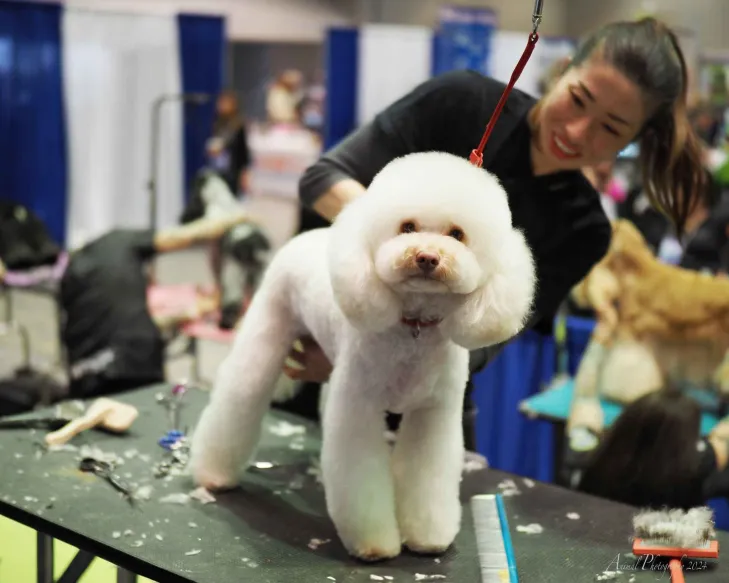 groomed dog
